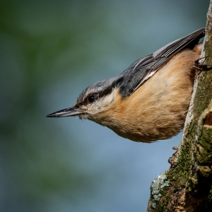 Redwell   02 06 2020   D500   Les 32.jpg